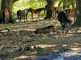 A pony get together