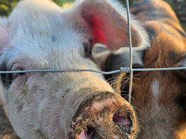 Farm animals
