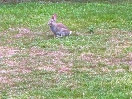 Rabbits everywhere 🐰🩵