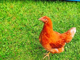 Free range chicken