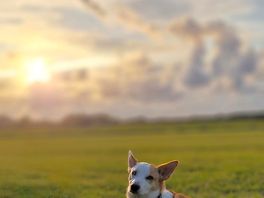 Dog friendly