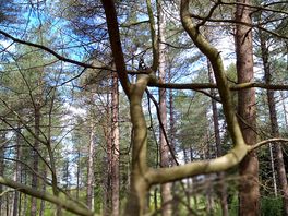 Walking through the woods