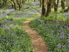 Bluebell forest