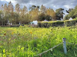 View of wild flowers and campsite