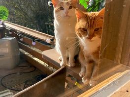 Visitors