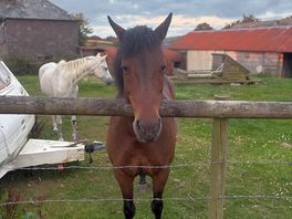 The lovely freddie and rosebud