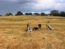 Campsite dogs! my boys loved playing with them. really lovely friendly doggos!