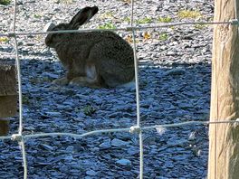 Watching a hare on the campsite car park