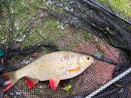 Nice rudd from the bottom lake