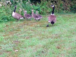 Wildlife