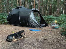 Forest relaxation