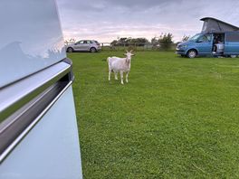 Very friendly goat at cumblands