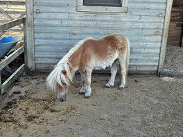 Pony