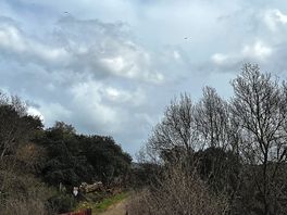 Ruta