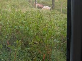 Side window view