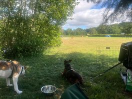 Happy dogs