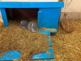 Lovely bunnies