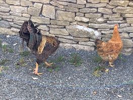Chickens at putlake