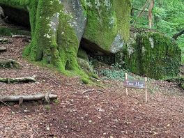 Woodland walk