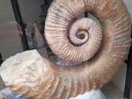 Weymouth fossil shop