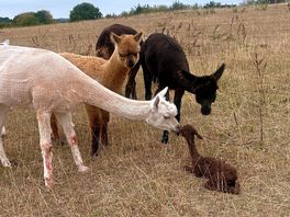 A big welcome from auntie alpacas