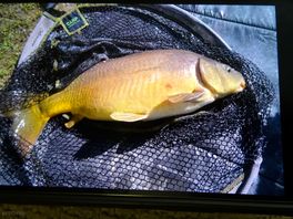 Carp i caught