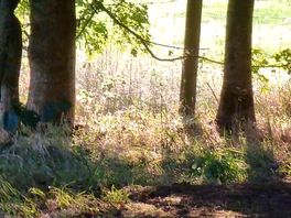 Woods