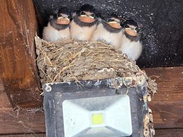 Birds