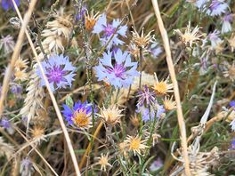 Wild cornflour walk