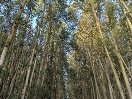 Tree avenue