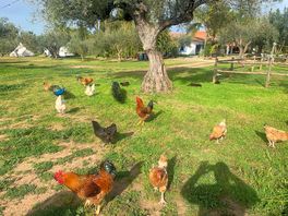Plenty of fresh eggs