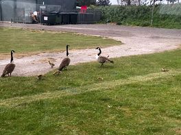 Geese
