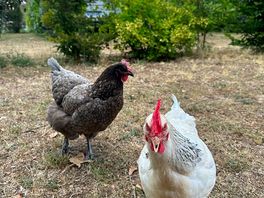 Friendly chooks