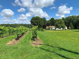 Cognac vines