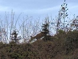We spotted a deer.