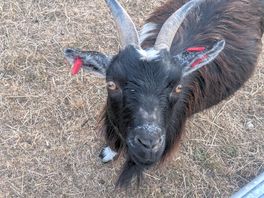 Goat feeding