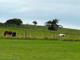 Local horses
