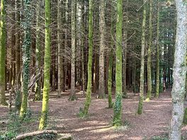Forrest