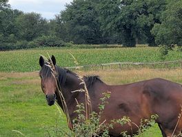 Mr ed.