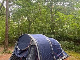 Camping pitch in Candleston Woods