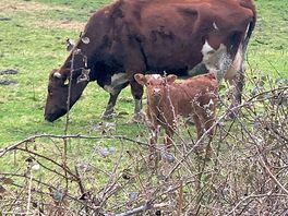 Mama cow and her calf ❤️