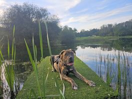 Dog friendly
