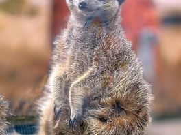 Meerkats
