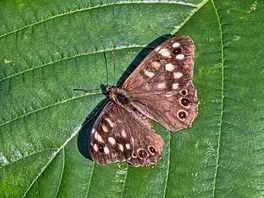 Woodland brown butterfly