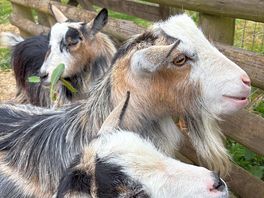 The goats on site