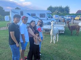 With the alpacas