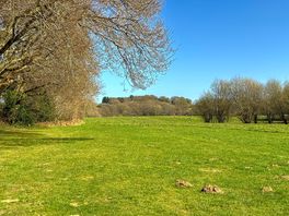 Treeline