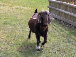 Animals on site