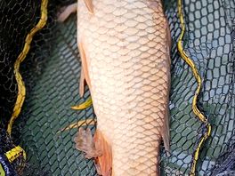 Quality carp