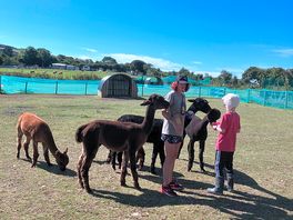My son meeting the alpacas